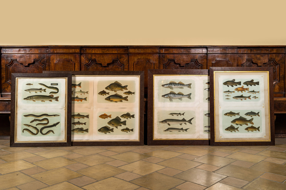 A collection of framed 'fish' lithographs in colours, Werner u. Winter, Frankfurt, 20th C.