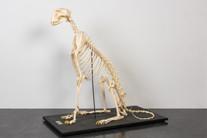 Een gemonteerd skelet van een cheetah (Acinonyx jubatus)