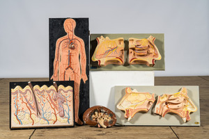 Une collection variée de modèles anatomiques, 20ème