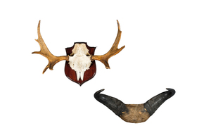 Twee jachttrofeeën van een eland en een gnoe, 20e eeuw