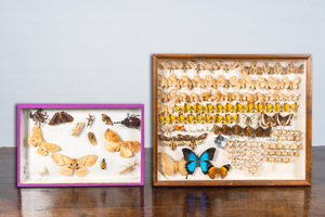 Une collection d'insectes et de papillons montés en vitrines murales, 20ème